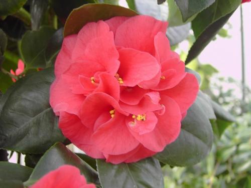 Camelia Campbelli