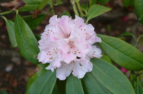 Rhododendron Christmas Cheer