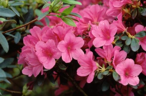 Azalea Japonica Conny