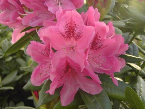 Rhododendron Cosmopolitan