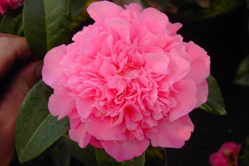 Camelia Debbie