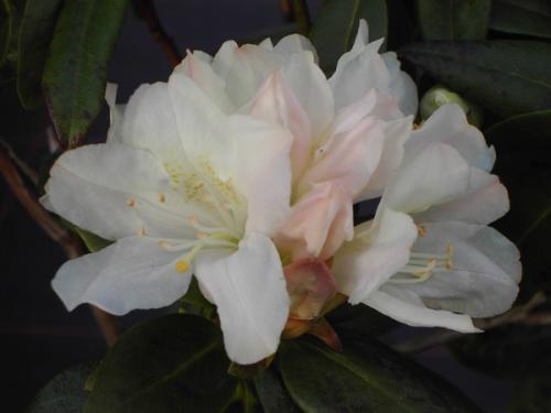 Rhododendron Dora Amateis