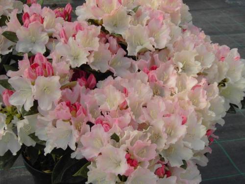Rhododendron Dreamland