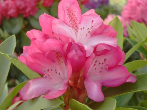 Rhododendron Etoile De Sleidinge