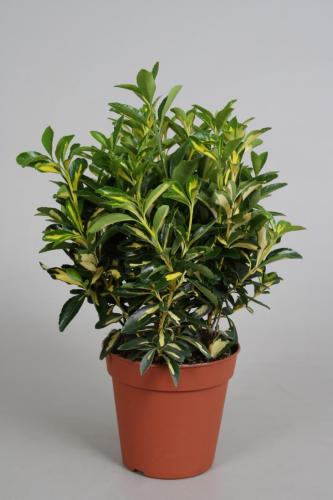 Euonymus p13