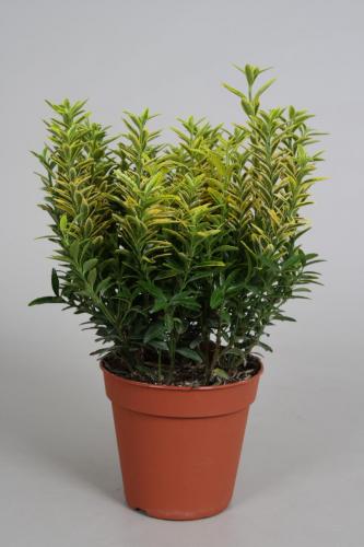 Euonymus p13