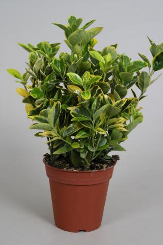 Euonymus p13 Aurea