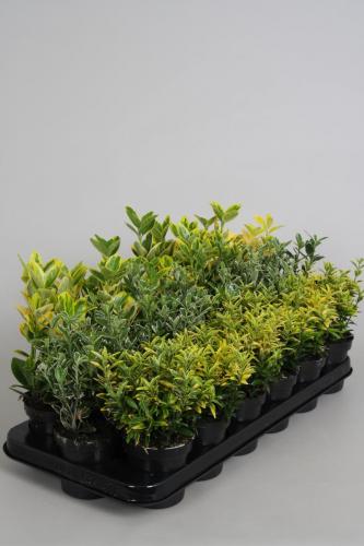 Euonymus P9 mix tray