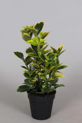 Euonymus P9 Aurea