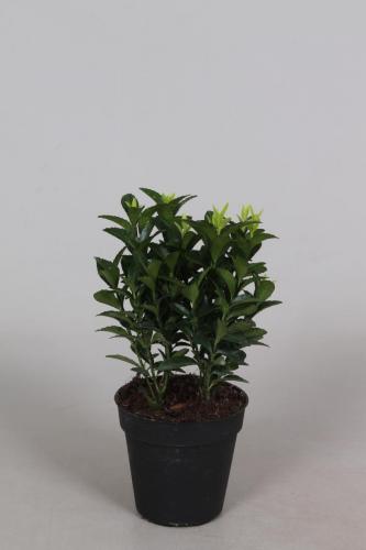 Euonymus P9 Green Spire