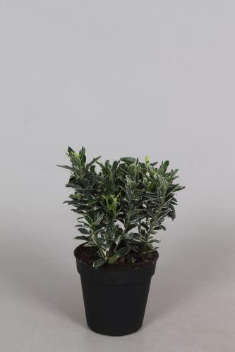 Euonymus P9 Microphyllus Albovariegata