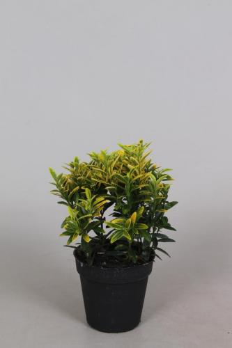 Euonymus P9 Microphyllus Aureavariegata