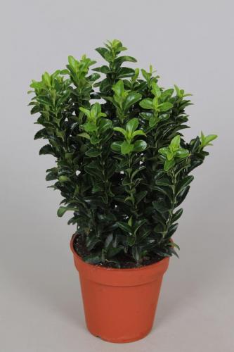 Euonymus p13 Green Spire