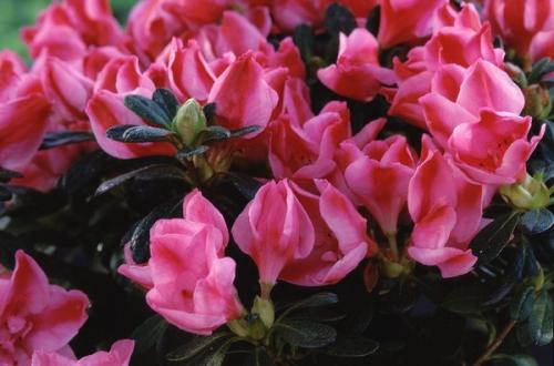 Azalea Indica Friedhelm Scherrer Roze