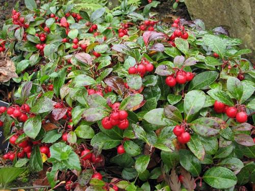 Gaultheria