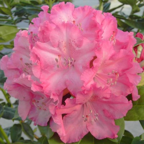 Rhododendron Germania