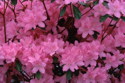 Azalea Japonica