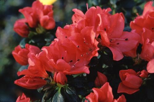 Azalea Indica Glaser Nummer 10