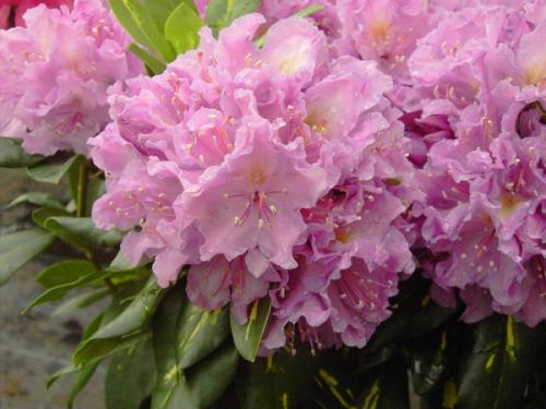 Rhododendron Goldflimmer