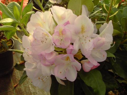 Rhododendron Gomerer Waterer