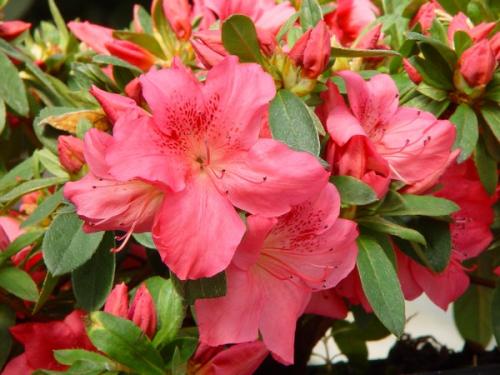 Azalea Japonica Gorbella