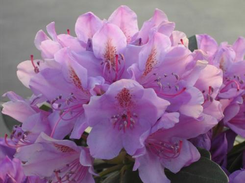 Rhododendron Grandiflorum