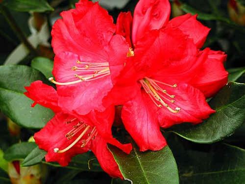 Rhododendron Halfdan Lem