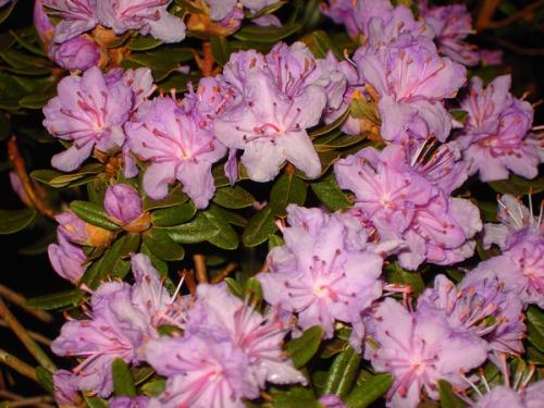 Rhododendron Impetitium Select