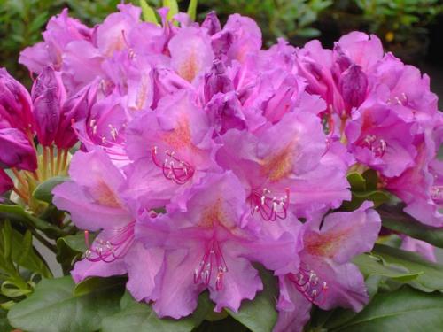 Rhododendron Lee's Dark Purple