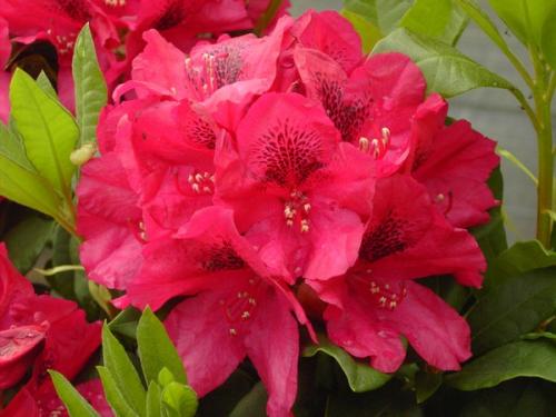 Rhododendron Lored Roberts