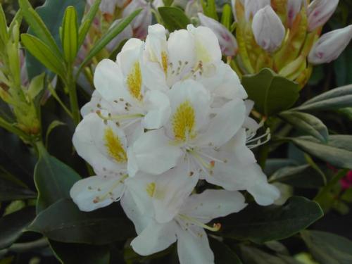 Rhododendron Madame Masson