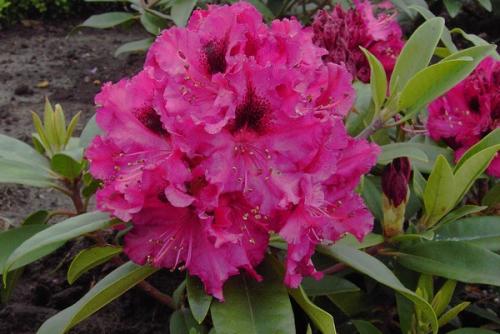 Rhododendron Marie Fortie