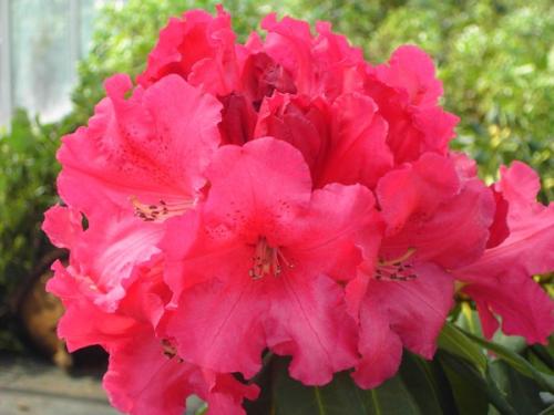 Rhododendron Markeeta's Price