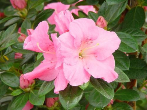 Azalea Indica Mistral