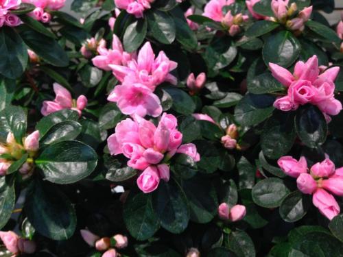 Azalea Indica Nanny