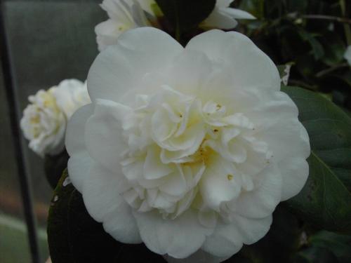 Camelia Nobilissima