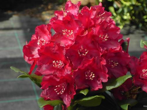 Rhododendron Nova Zembla