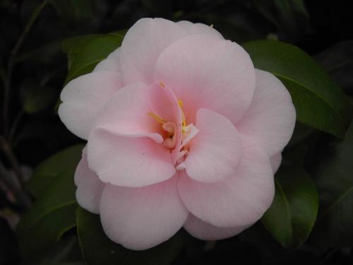 Camelia Peach Blossom