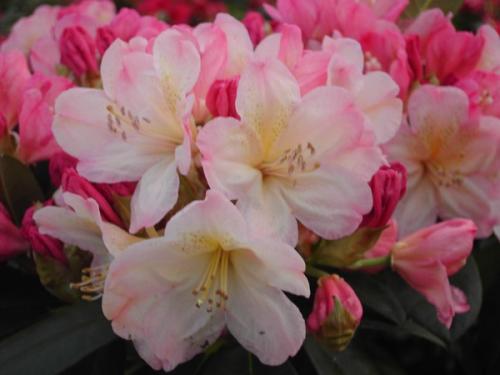 Rhododendron Percy Wiseman