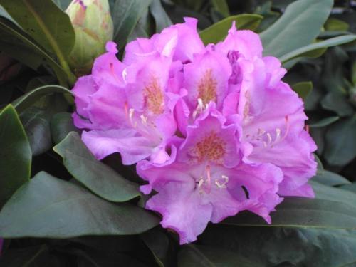 Rhododendron Ponticum