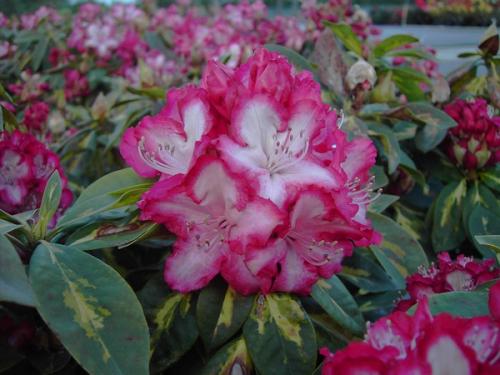 Rhododendron President Roosevelt