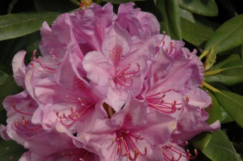 Rhododendron Catawbiense Grandiflorum