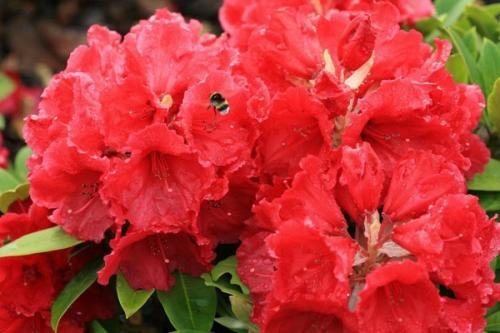 Rhododendron Red Jack