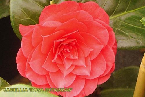 Camelia Rosa Betanzas