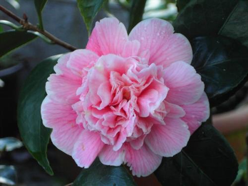 Camelia Rosea Pleno