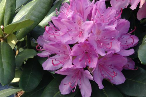 Rhododendron Roseum Elegans