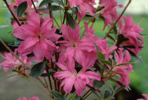 Azalea Japonica Roza