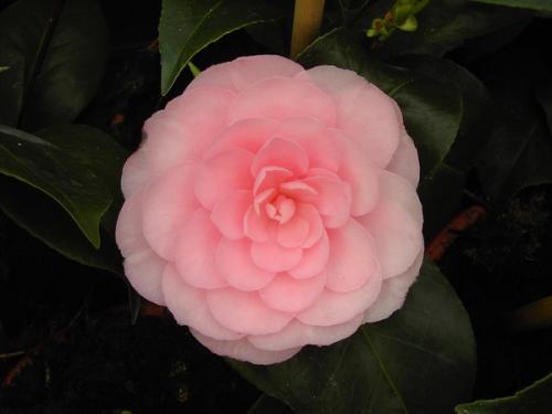 Camelia Sacco Nova