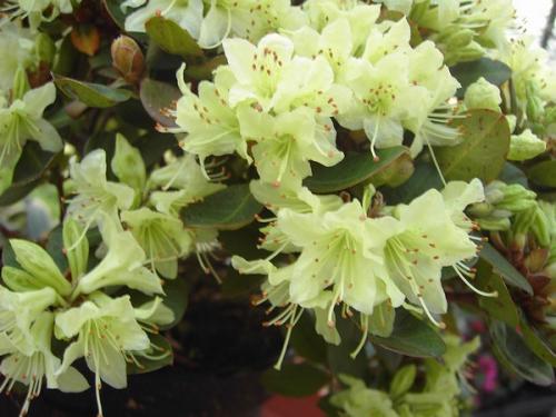 Rhododendron Shamrock