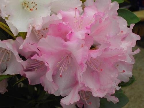 Rhododendron Silberwolke